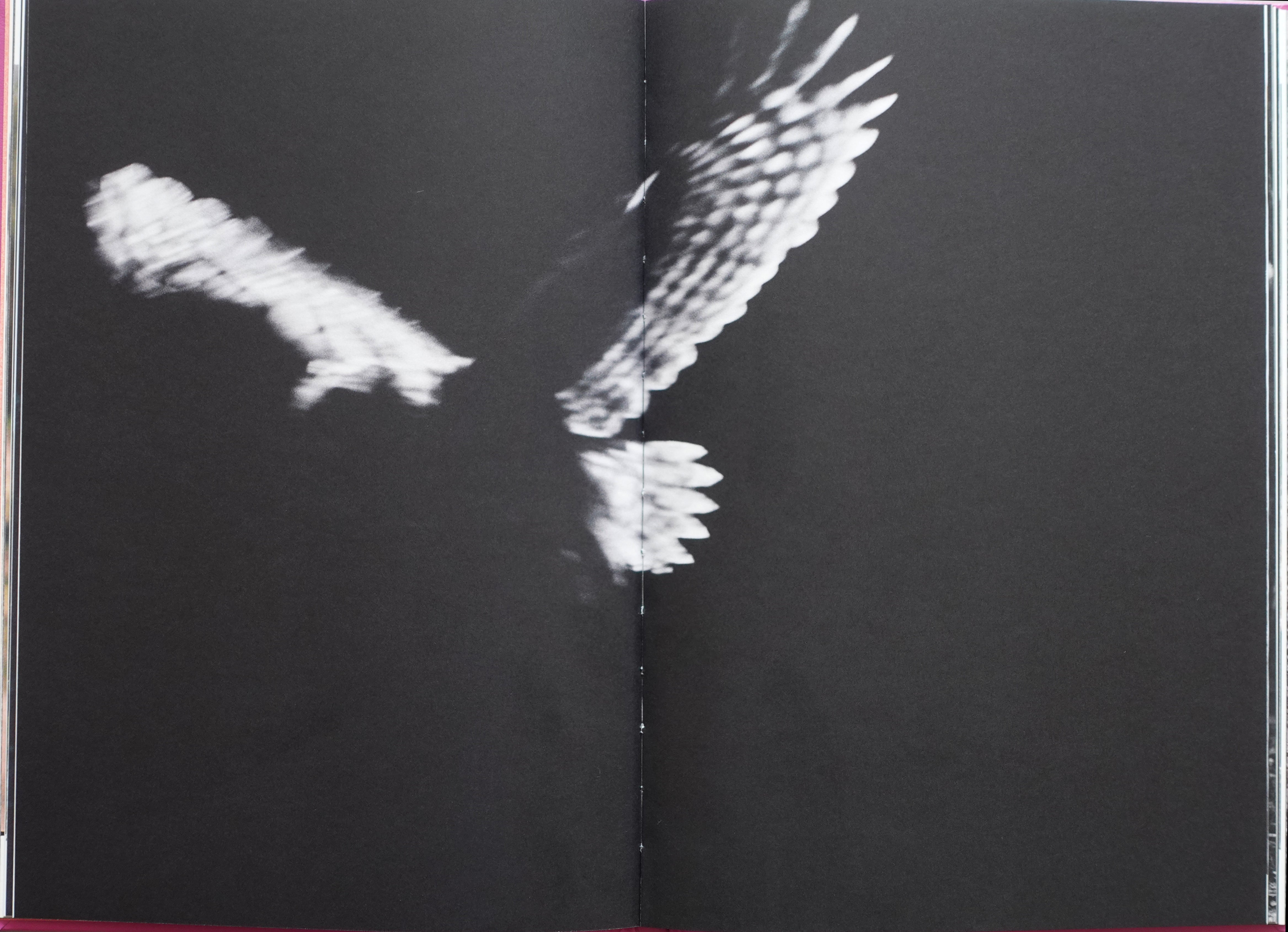 ANIMA - ENCOUNTERS WITH WILD ANIMALS IN PORTUGAL<br>André Príncipe