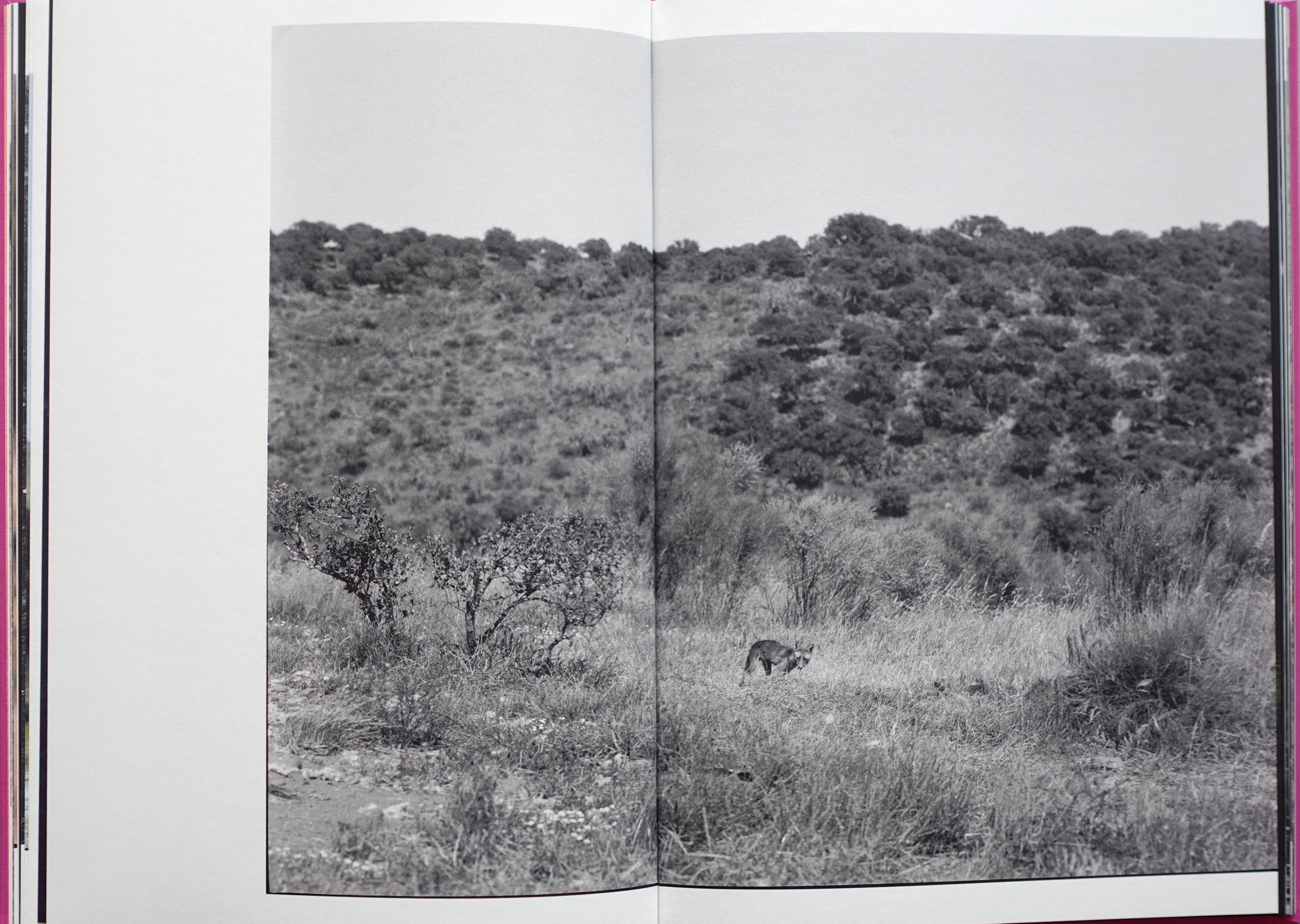 ANIMA - ENCOUNTERS WITH WILD ANIMALS IN PORTUGAL<br>André Príncipe