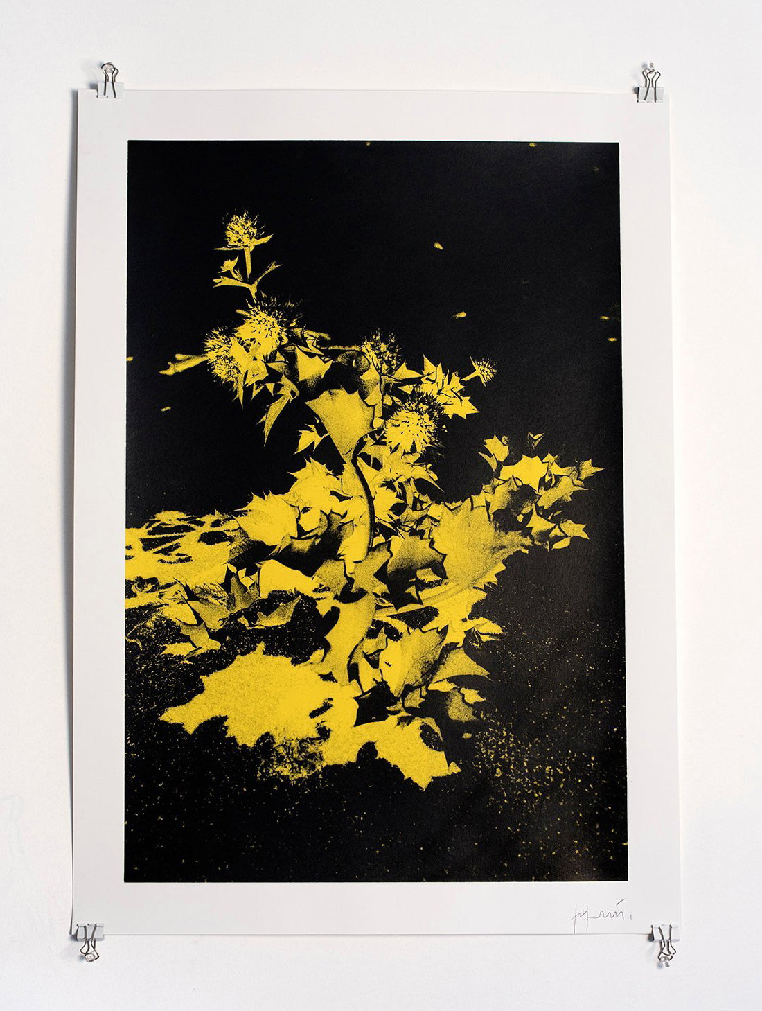 Silkscreen 'Sea Holly' by José Pedro Cortes