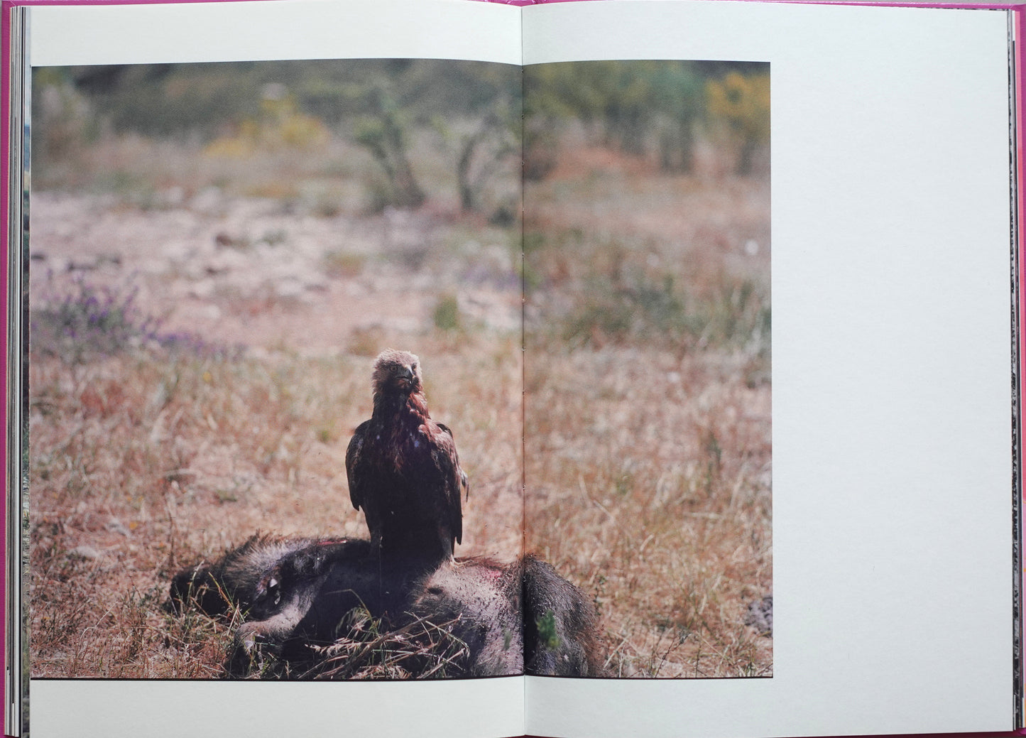 Anima - Encounters with Wild Animals in Portugal by André Príncipe