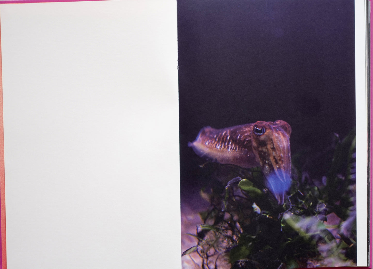 Anima - Encounters with Wild Animals in Portugal by André Príncipe