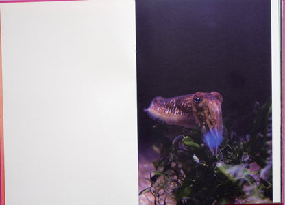Anima - Encounters with Wild Animals in Portugal by André Príncipe