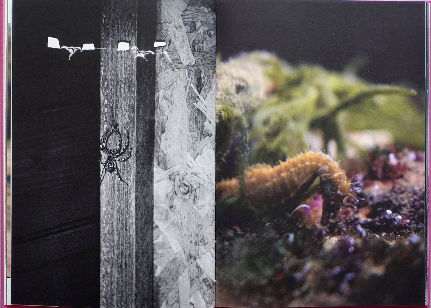 Anima - Encounters with Wild Animals in Portugal by André Príncipe