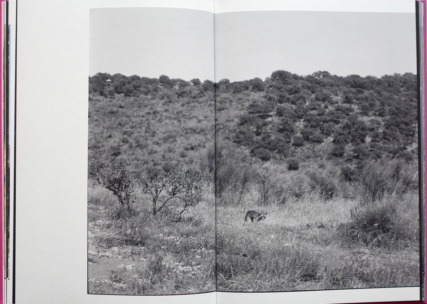 Anima - Encounters with Wild Animals in Portugal by André Príncipe
