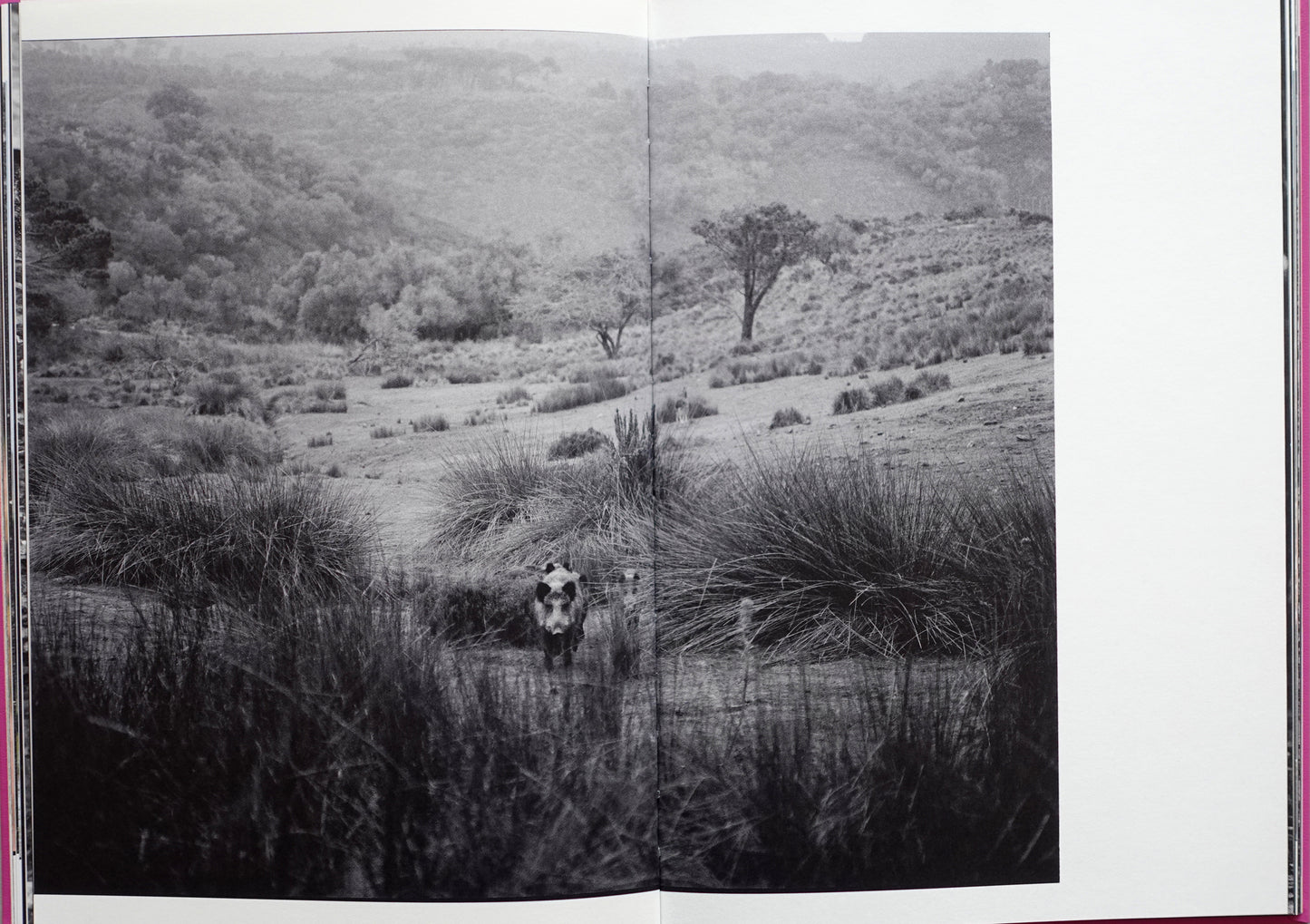 Anima - Encounters with Wild Animals in Portugal by André Príncipe