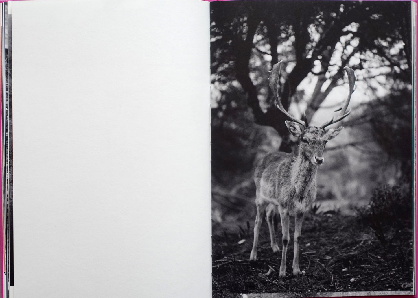 Anima - Encounters with Wild Animals in Portugal by André Príncipe