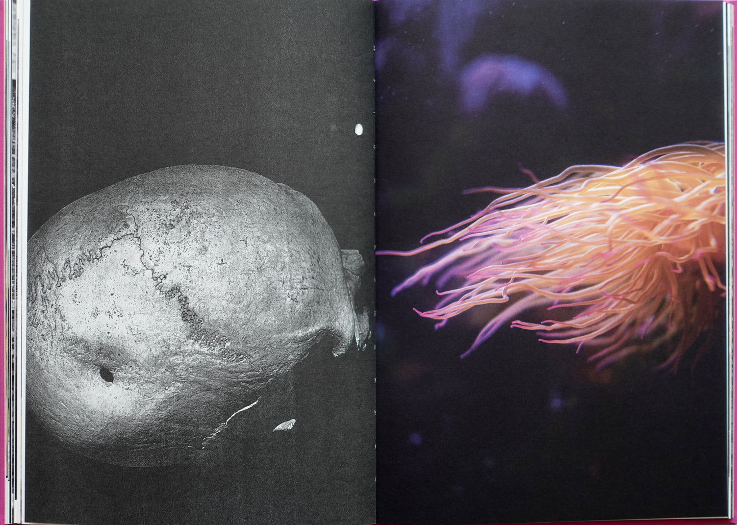 Anima - Encounters with Wild Animals in Portugal by André Príncipe