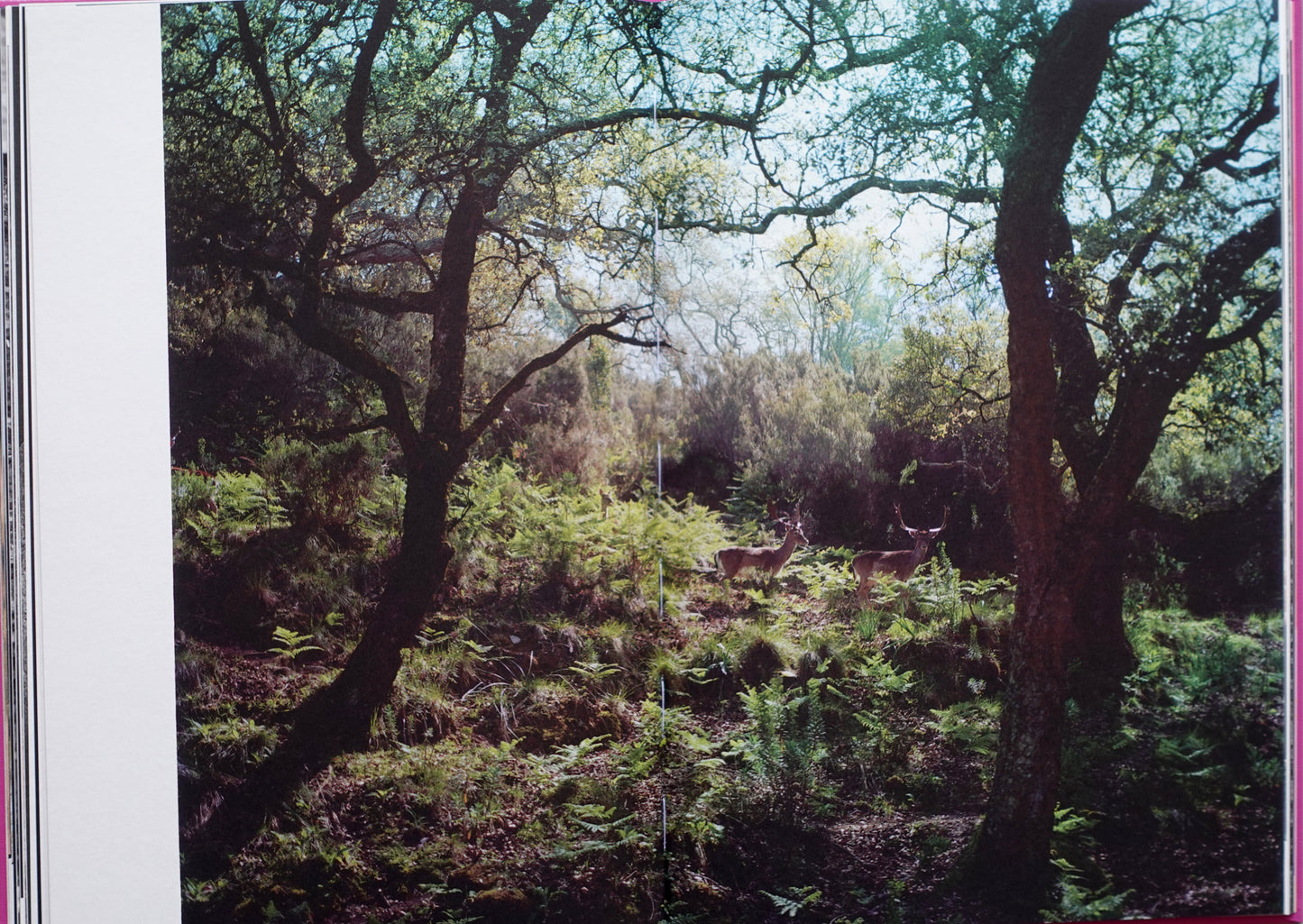 Anima - Encounters with Wild Animals in Portugal by André Príncipe