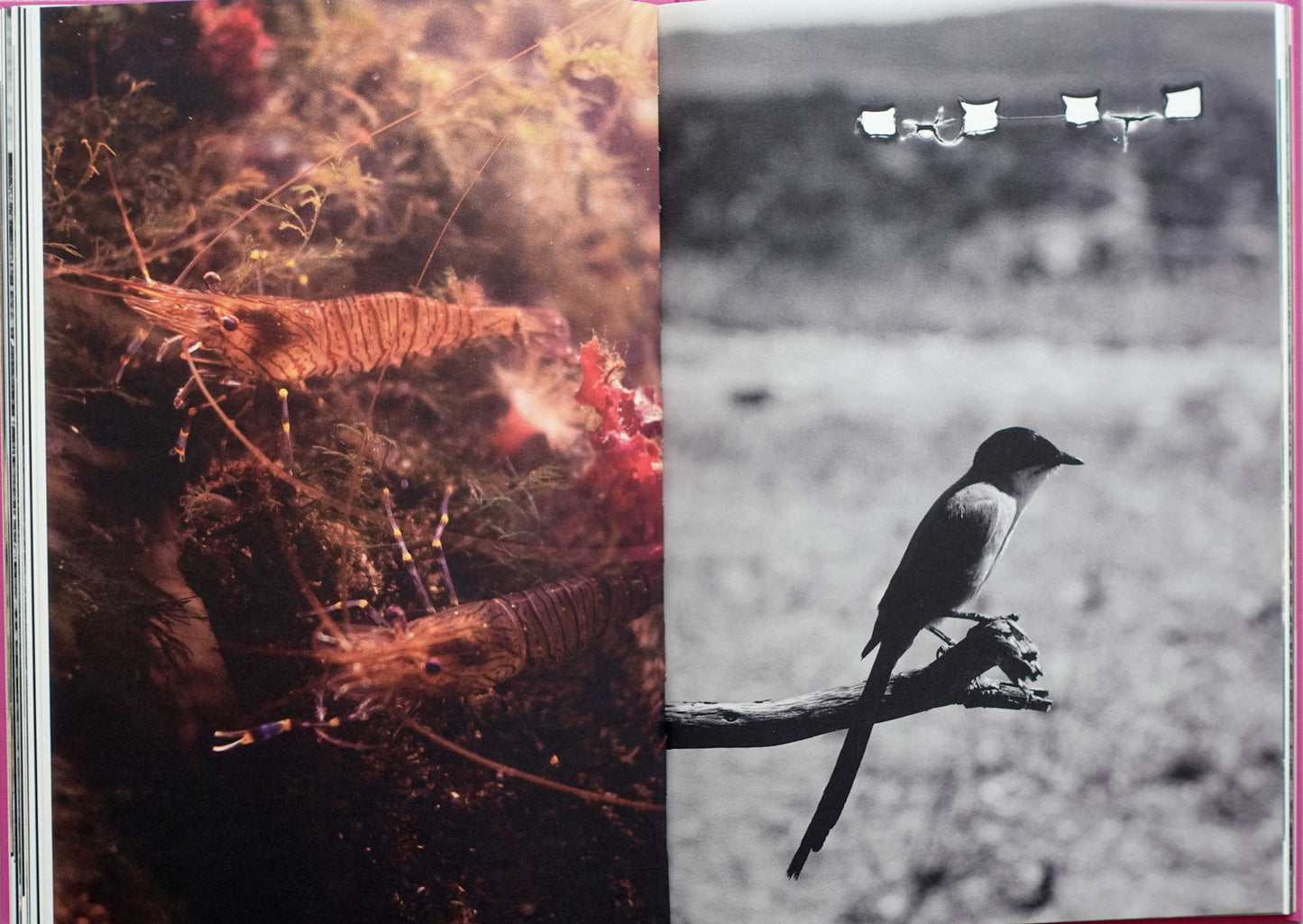 Anima - Encounters with Wild Animals in Portugal by André Príncipe