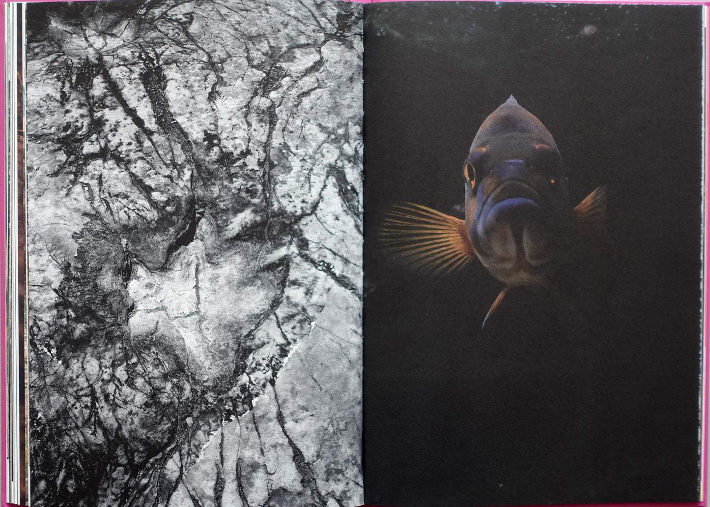 Anima - Encounters with Wild Animals in Portugal by André Príncipe
