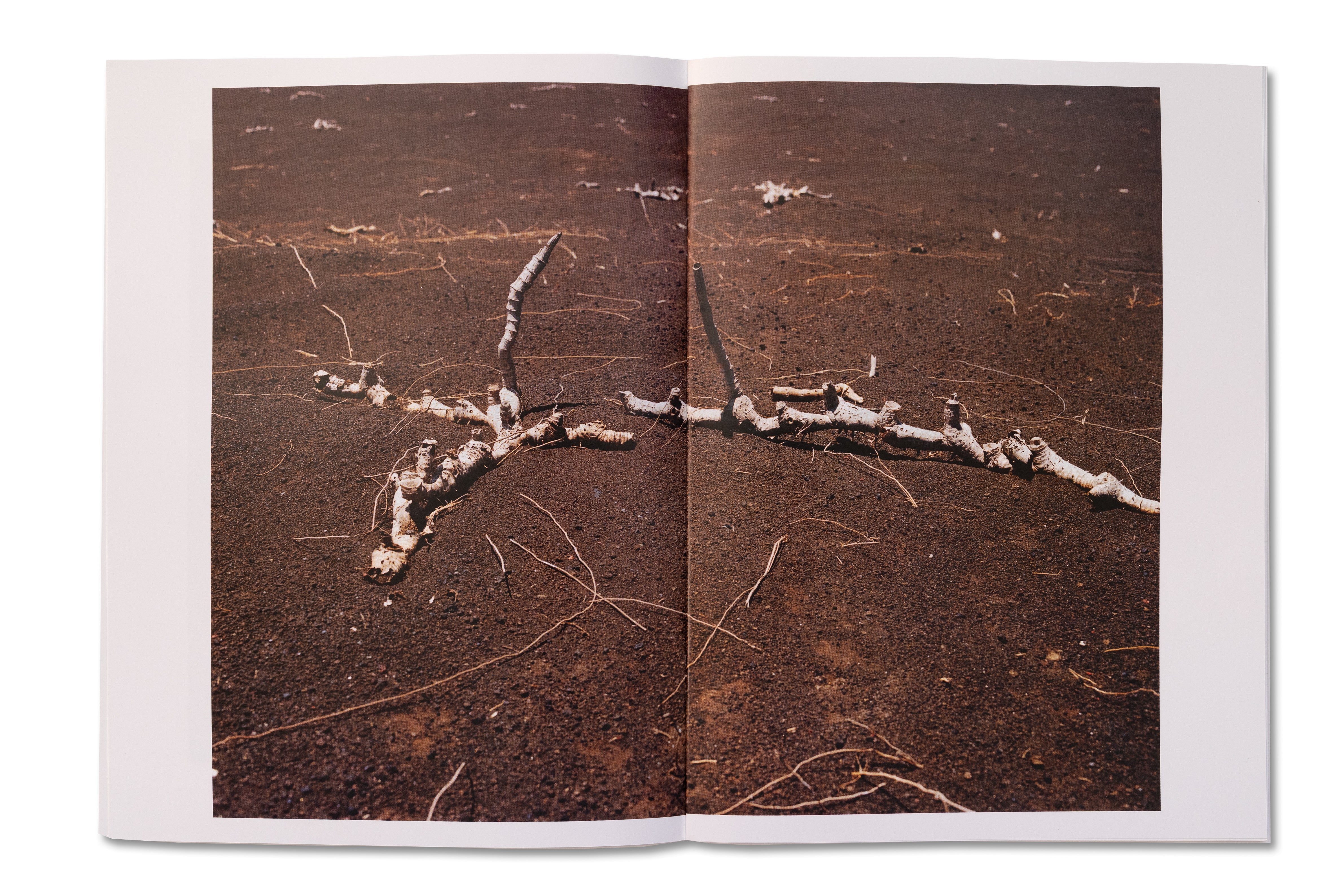 Ocean Rain by José Pedro Cortes