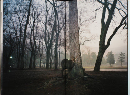 I Thought You Knew Where All of the Elephants Lie Down by André Príncipe