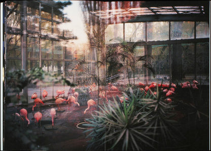 I Thought You Knew Where All of the Elephants Lie Down by André Príncipe