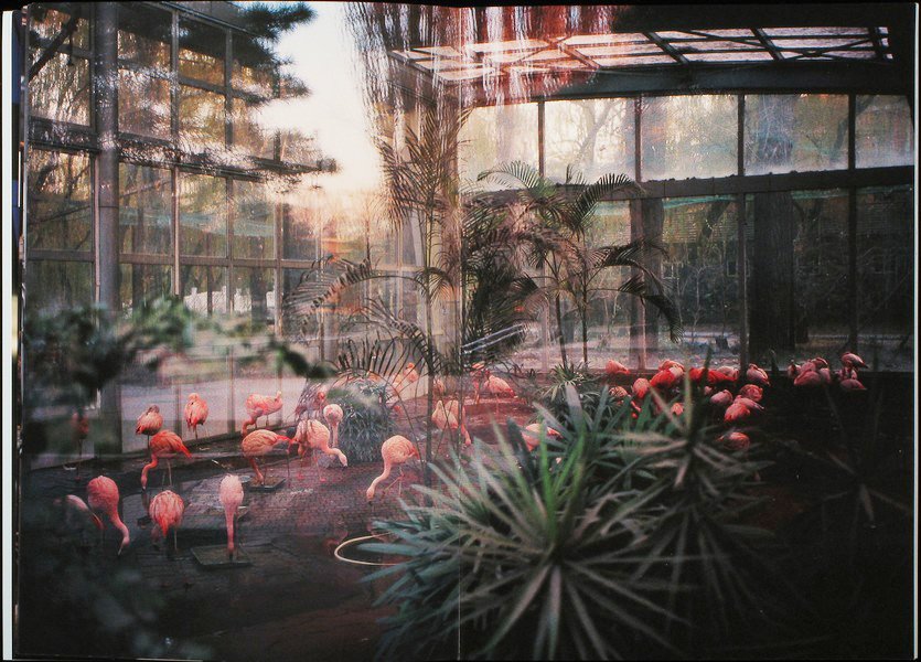 I THOUGHT YOU KNEW WHERE ALL OF THE ELEPHANTS LIE DOWN<br>André Príncipe