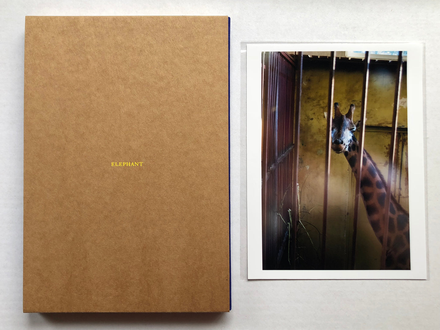 Elephant by André Príncipe | SPECIAL EDITION